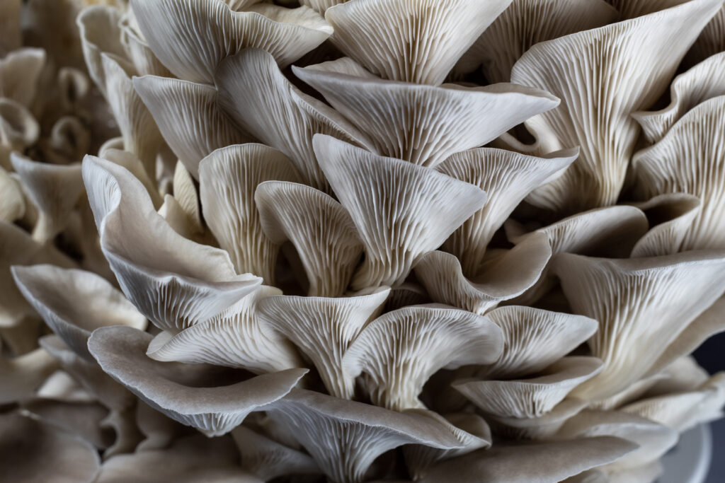 FloridaOyster1